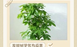 发财树品种多？哪种适合家里养？