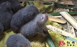 竹鼠收购价一斤多少钱？