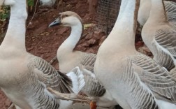 鹅的优质品种有哪些？