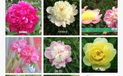 芍药有哪些常见品种？