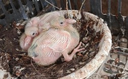 什么品种鸽子下蛋最多？