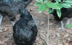 2025乌骨鸡养殖技术有何新突破？