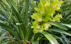 兰花蕙兰常见品种有哪些？