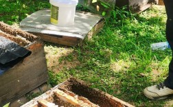 中国蜜蜂养殖技术视频有哪些要点？