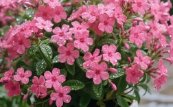 东北宿根福禄考啥品种好？