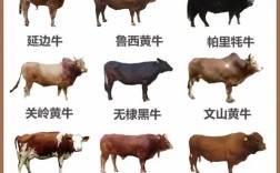 我国专门化自主肉牛品种有哪些？