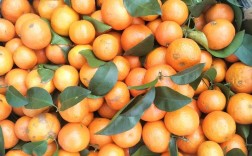 含糖量最高的桔品种