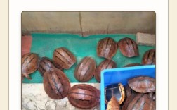 2025金钱龟苗价格多少？未来行情如何？