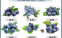 北方气候寒冷，到底种什么品种的蓝莓最容易成活？