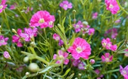 满天星是什么品种？