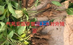 白芨种植视频怎么学才更高效？