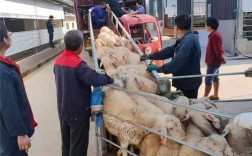 湖羊养殖技术讨论记录