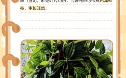 钻石翡翠植物怎么养才能爆盆？