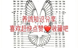 哪里能学到专业的养鸽子技术？