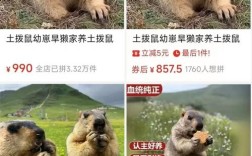 四川竹鼠现在一斤多少钱？