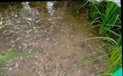 养殖青蛙技术哪里学？