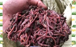 蚯蚓养殖技术免费下载在哪里找？