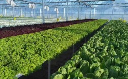 芥菜大棚种植技术视频有哪些要点？