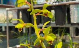 兰花老品种有多少钱