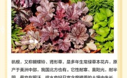 矾根品种究竟有多少？