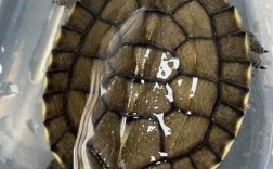 2025安南龟苗价格会涨还是跌？