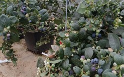 盆栽蓝莓怎么管理？视频教你技巧！