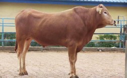 南阳牛有哪些品种？