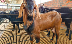 养羊选什么品种最合适？