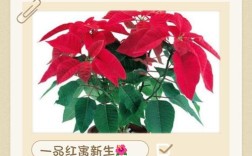 一品红花有哪些常见品种？