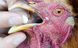 如何科学养土鸡防病？