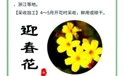 迎春花有哪些常见品种？