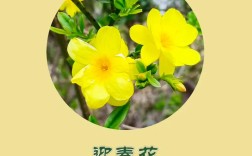 迎春花品种如何快速辨别？