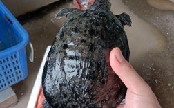 最新温室甲鱼价格行情如何？