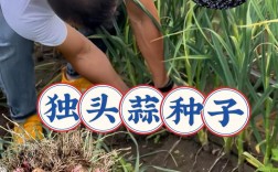 紫皮大蒜如何种植技术