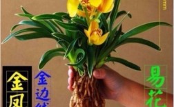 玉兰花怎么养才好？