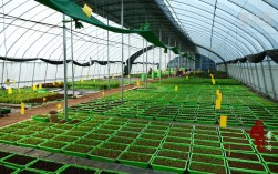 种植业核心品种是什么？