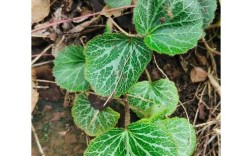 虎耳草哪个品种最好？