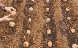 东北土豆种植技术视频有哪些要点？