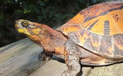 2025黄额闭壳龟价格会涨还是跌？