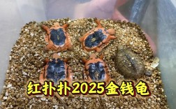 越南金钱龟价格2025