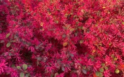 红花继木哪个品种更优？