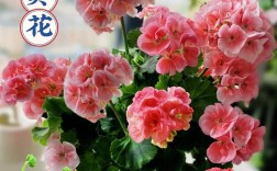 天竺葵最美品种是哪个？