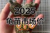 2025石龟龟苗价格