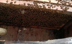 高效养蜂技术宝典如何下载？