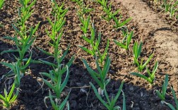 蒜苗大棚最新种植技术