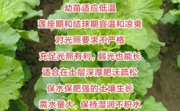 早春白菜种植技术要点有哪些？
