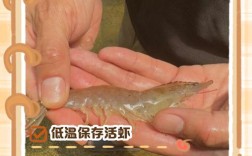 河里小虾怎么养才存活？