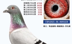 2025鸽子价格是多少