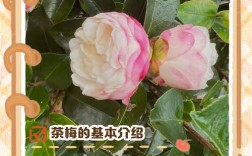 红花带白斑的茶梅品种