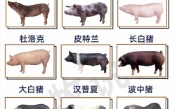 良种猪选哪个品种好？